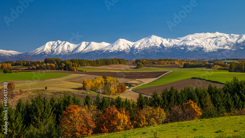 秋の美瑛 紅葉と雪山 絶景 北海道