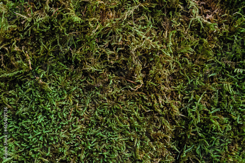 Natural green moss surface close-up