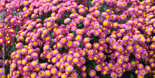 Bright pink Chrysanthemum close up © Tatiana