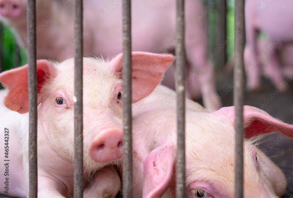 Cute Pig In Farm. Livestock Farming. Animal Meat Market. African Swine  Fever And Swine Flu Concept. Stock Photo | Adobe Stock