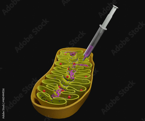 3d Mitochondrion organelles with dna strands photo