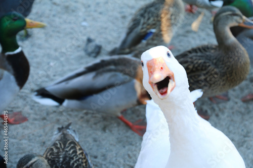 фотографія Cheeky domesticated goose in forefront with mallard ducks in the background