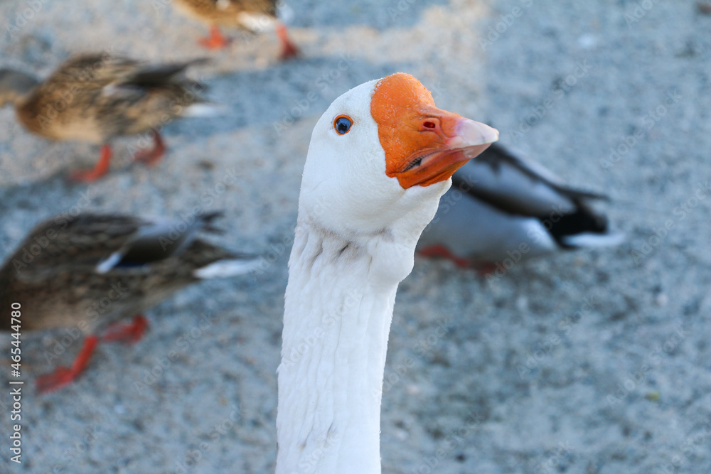 Obraz premium Close up domestic goose face with mallard ducks in the background