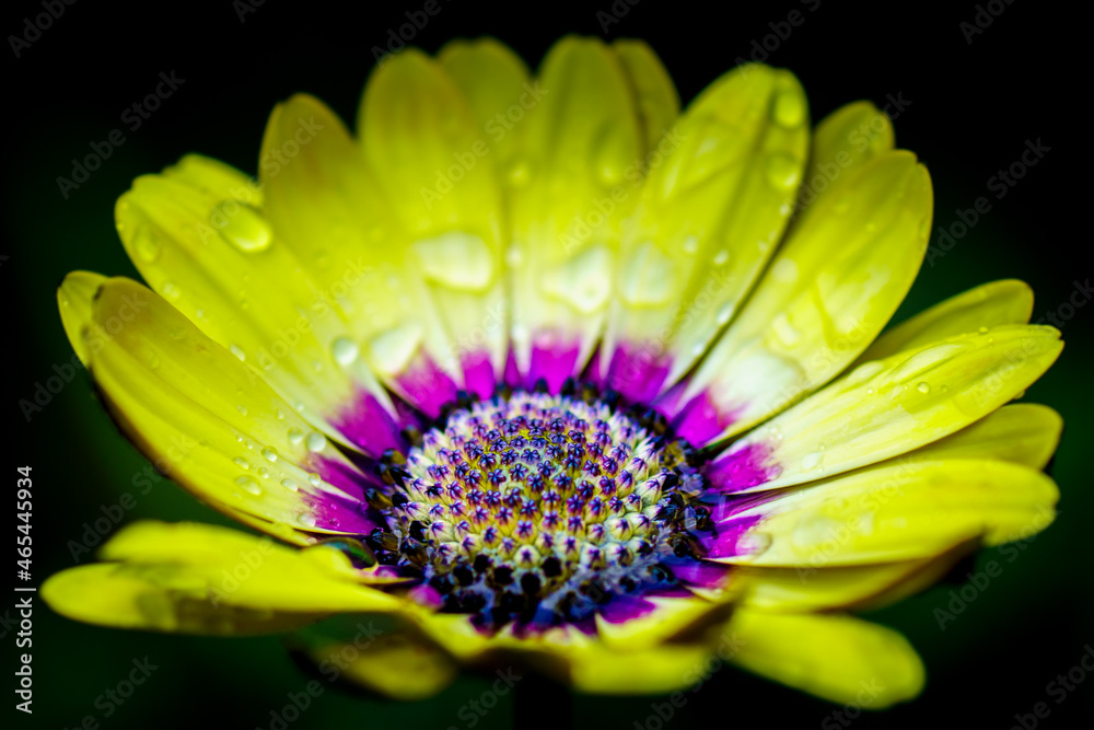 Obraz premium A flower photographed after a rain shower.