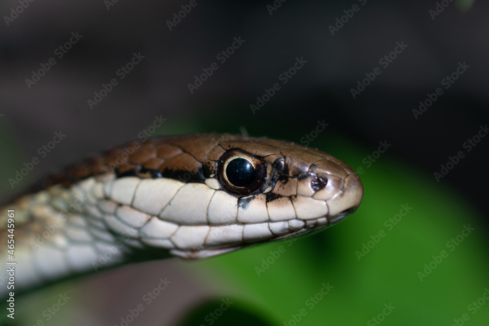 A snake looking for food. A snake looking for food.