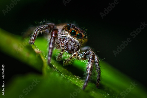 A curious jumping spider.