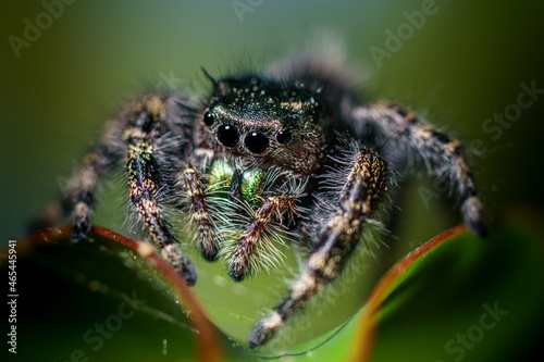 A jumping spider exploring a house plant.