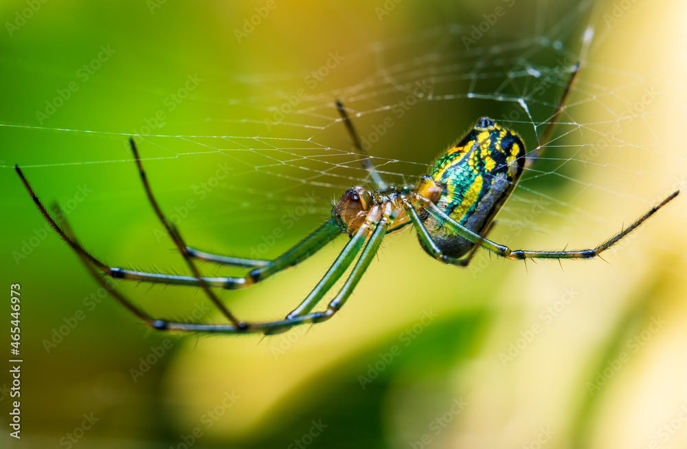 Spider on a web. Spider on a web.