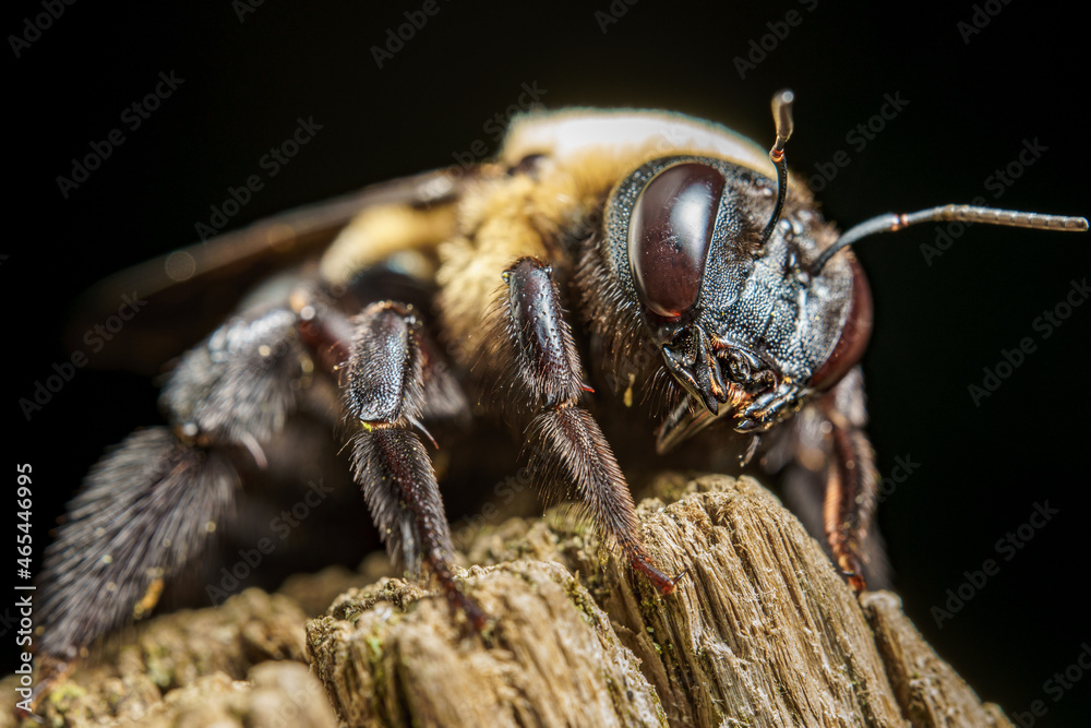 Bee close-up. Bee close-up.