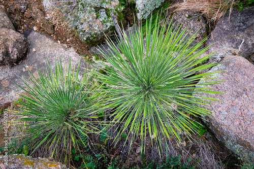 group of yucca plants seen from above