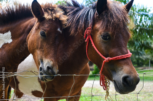 horses farming within agriculture area