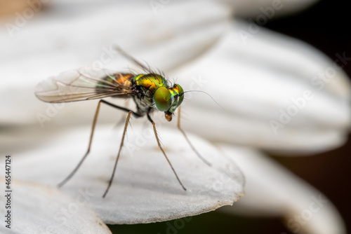 An iridescent fly posing on a white flower. © Ricardo