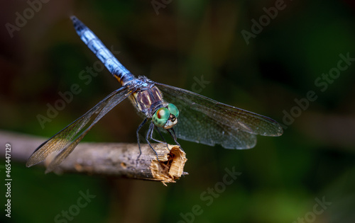 A dragonfly posing on a stick by the creek. © Ricardo
