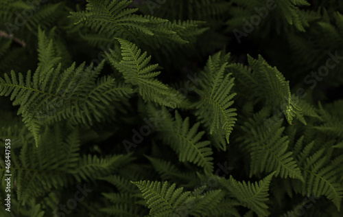 Foto High Angle View Of Fern Leaves On Tree