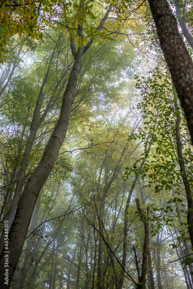 Fototapeta premium Trees in fall colors on a foggy morning