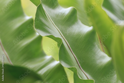 close-up photo of green leaves nature