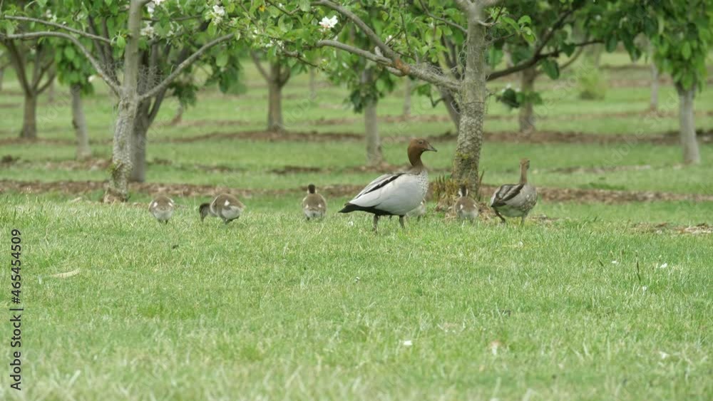 Australian Wood Ducklings Walking In Green Fields With Parents Australian Wood Ducklings Walking In Green Fields With Parents