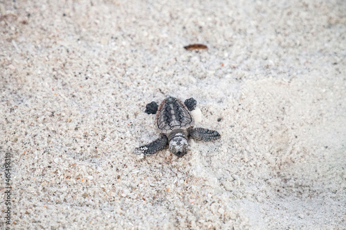 Fotografia, Obraz Hatchling Baby Loggerhead Sea Turtles Caretta Caretta Climb Make Their Way To Th