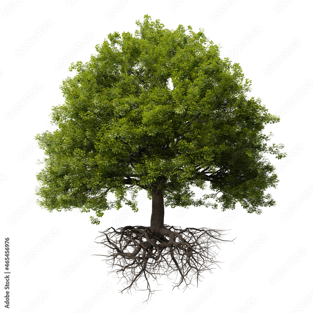 tree with roots, isolated on white background
