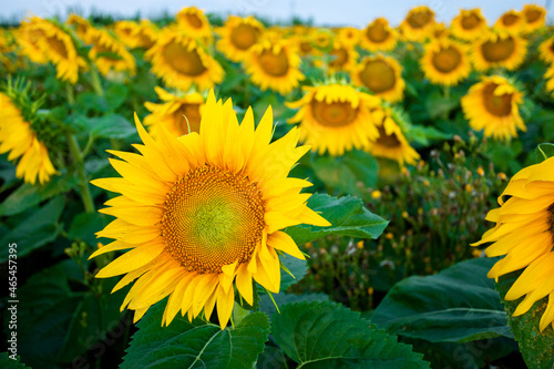 Close-up sunflower at sunset in a field. High quality photo