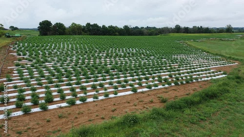 Aerial Video of Hemp Farming Field in Warsaw, Kentucky
