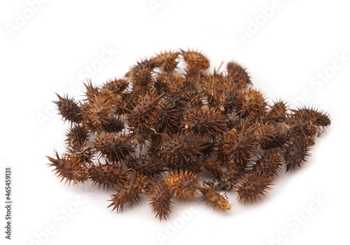 Xanthii Fructus, Xanthium strumarium Linné, cocklebur isolated on white background