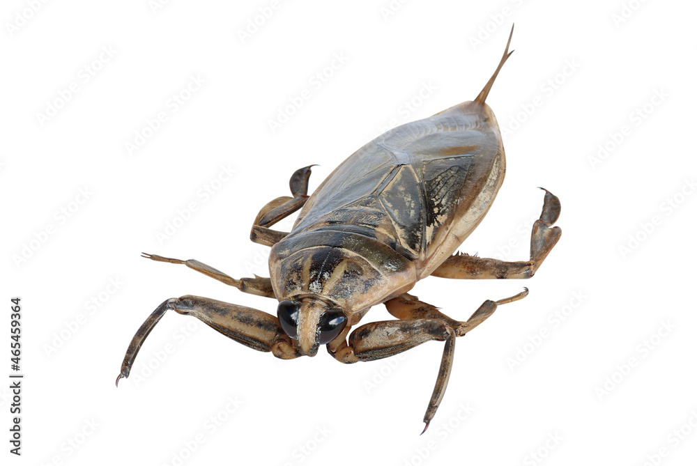 Giant water bug or pimp isolated on white background Giant water bug or pimp isolated on white background