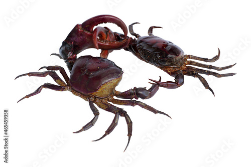 field crab fighting (freshwater crab) isolated on white background