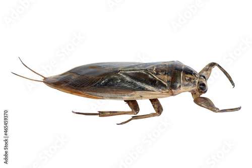 Giant water bug or pimp isolated on white background photo