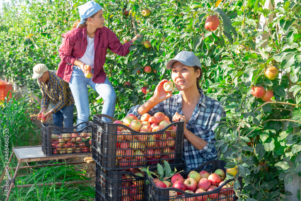 Fototapeta premium Female farmer tasting new harvest of apples and having fun