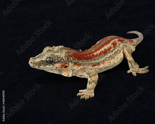 Gargoyle Gecko on black background