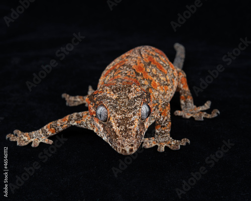 Gargoyle Gecko on black background