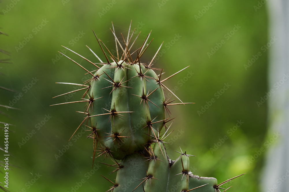 Decorative cactus from a botanical garden Decorative cactus from a botanical garden