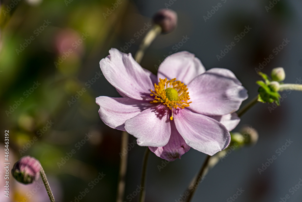 pink flowers in the garden