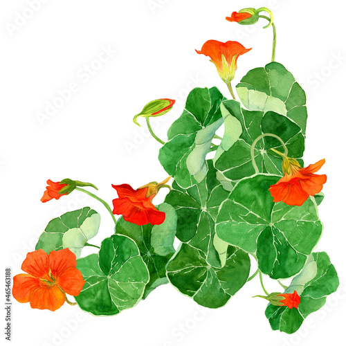 Watercolor floral composition isolated on white background. Botanical Illustration of Nasturtium flowers in border. Ready Design template for cards, wedding invitations, celebration decor, labels