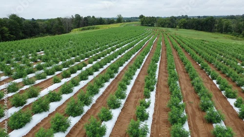 Aerial Video of Hemp Farming Field in Warsaw, Kentucky