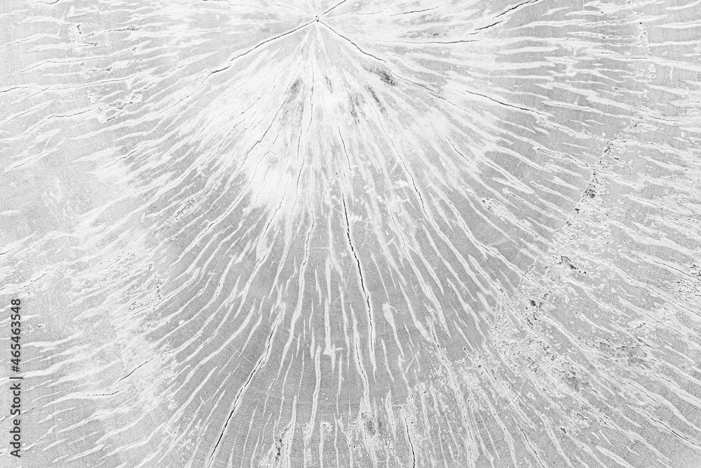 Fototapeta premium Close - up white stump pattern texture and background seamless