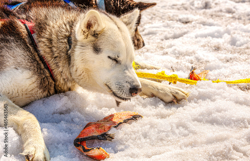 Huskies in a team has a rest and eats fish. Kamchatka peninsula