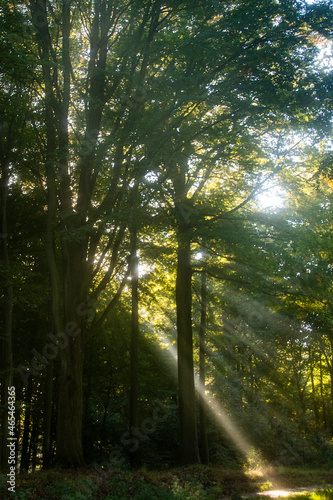 Scandinavian forest in autumn time with Sun rays coming through the trees © bettysphotos