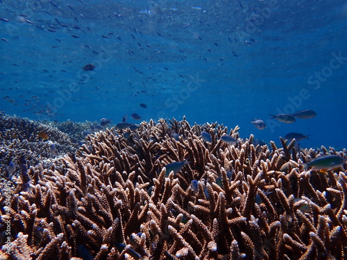 Staghorn coral on tropical coral reef with fish