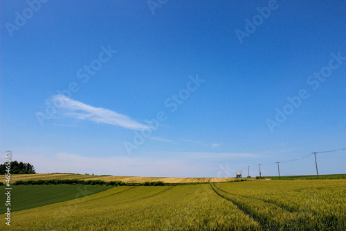 夏の緑の麦畑と青空 