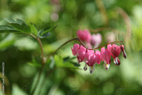 Bleeding Heart © Stephanie Robertson