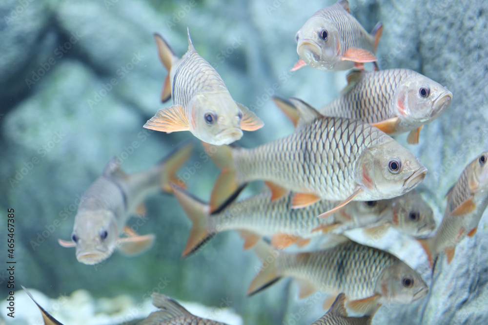 Fototapeta premium Lot of Thai Fishes Species inside tank of water at Bungchawak aquarium. Bungchawak is one of popular aquarium and zoo in Thailand.