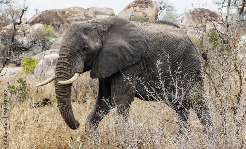 Fototapeta premium A mighty elephant in the Kruger National Park