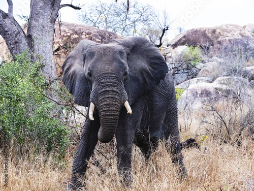 A lovely elephant in the Kruger National Park