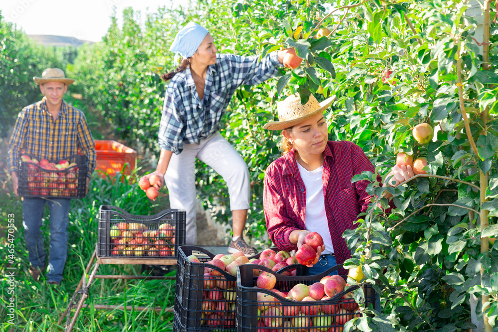 Fototapeta premium Focused female farmer with group of farm workers harvesting crop of ripe apples at a garden