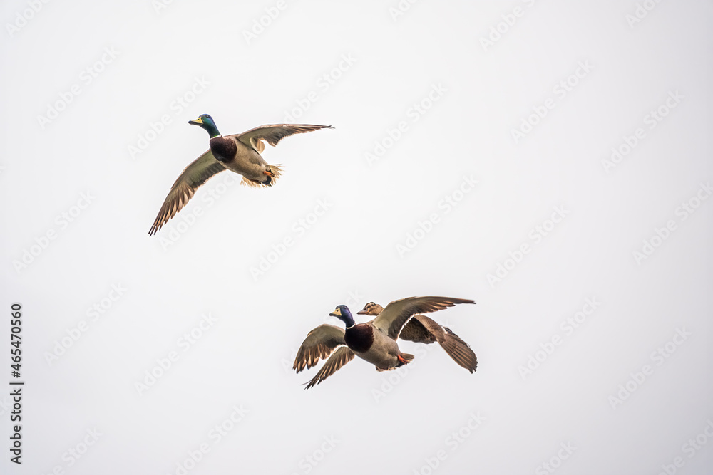 Obraz premium The flock of wild mallard ducks with brown heads and grey feathers on body flying in clear blue sky