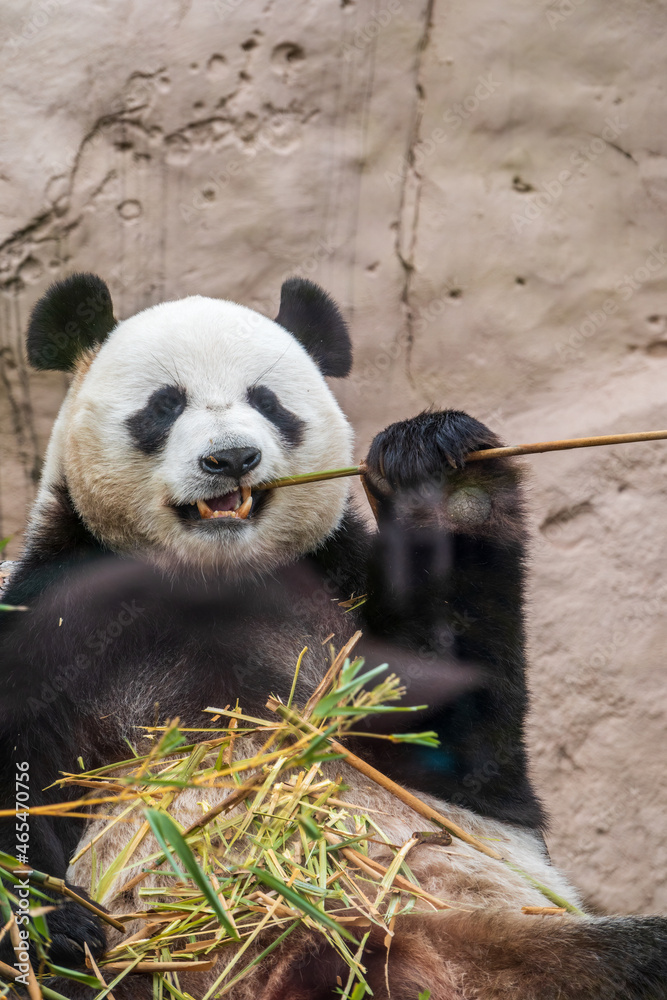 Naklejka premium The Giant Panda Bear sits while eating a bamboo stalk