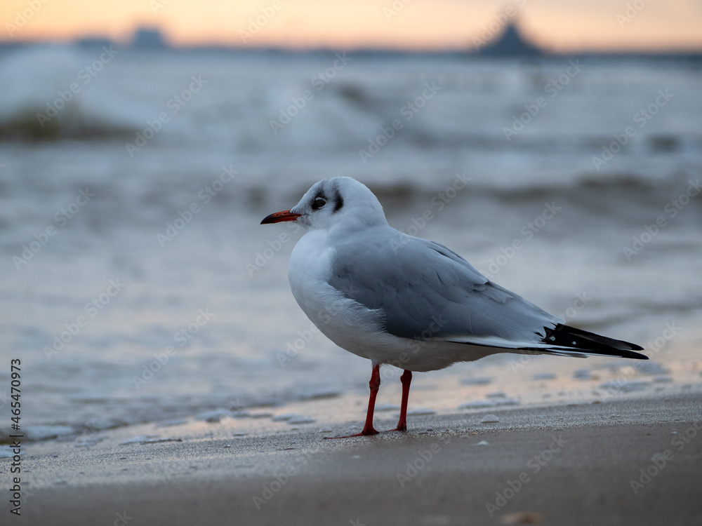 Seagull walking along the seashore. Seagull standing on the sandy beach of the sea. Seagull walking along the seashore. Seagull standing on the sandy beach of the sea.