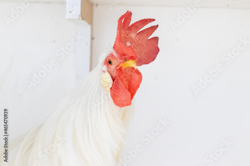 Photography The Kinantan white bangkok chicken is a white feathered chicken on its body